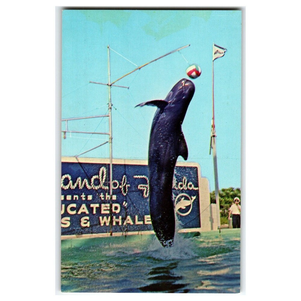 Marineland Florida Trained Whale Jumping Ball Postcard 1950s Color King